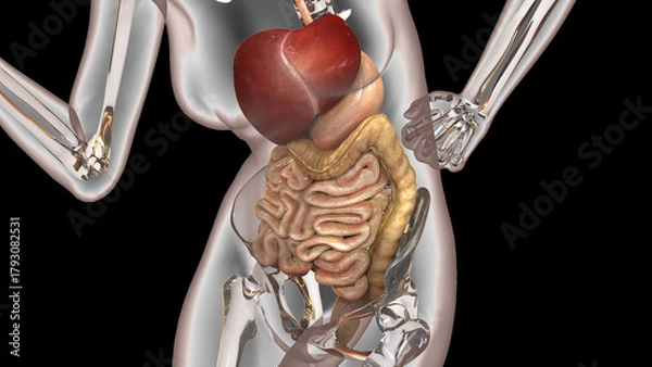 Obraz Human Digestive System Anatomy