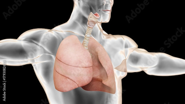 Obraz Human Respiratory System Lungs Anatomy