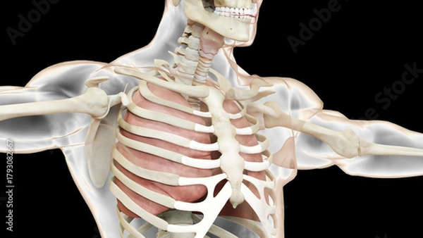 Obraz Human Respiratory System Lungs Anatomy