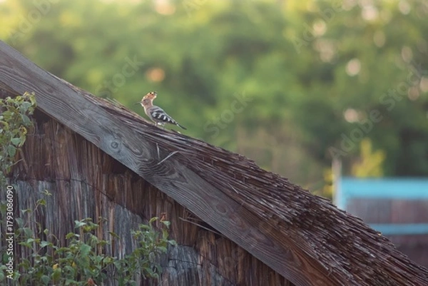Obraz Eurasian hoopoe Upupa epops thatchet roof looking for some kind of prey