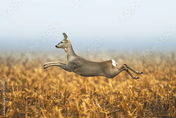 Obraz female roe deer Capreolus capreolus Majestic roe deer, capreolus capreolus, approaching on field in autumn. Female mammal with orange fur runing and jumping Poland Europe