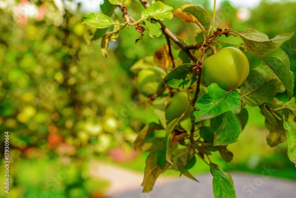 Fototapeta Green apples on a branch ready to be harvested, outdoors, selective focus