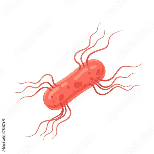 Fototapeta Illustration of a single rodshaped bacterium with flagella