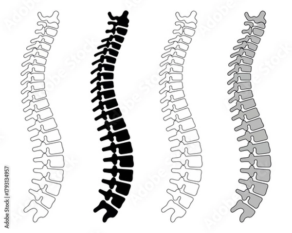 Fototapeta Spine vertebral column anatomy skeletal system human backbone medical diagram spinal cord health and wellness