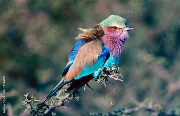 Fototapeta lilac breasted roller
