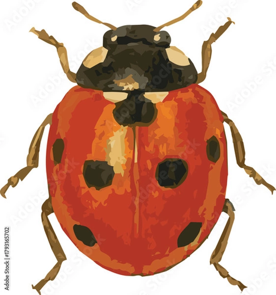 Obraz Vector watercolor illustration of a ladybug
