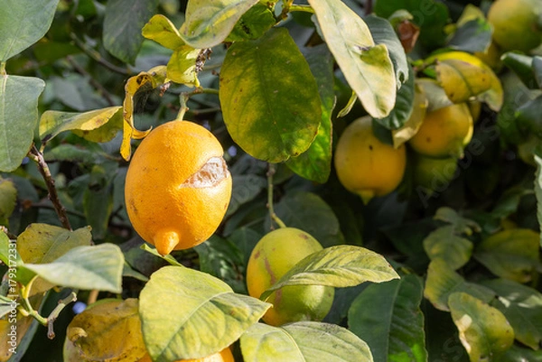 Fototapeta Ripe lemon with split peel in selective focus. Yellow lemons on a tree branch. Citrus concept.