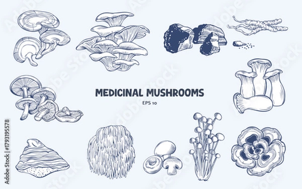 Fototapeta Set of various medicinal mushrooms. Hand drawn vector illustrations  in an engraving style
