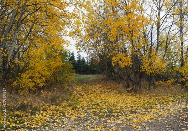 Obraz Mischwald mit vielen bunten Laub der Birken