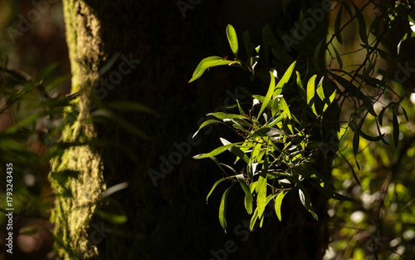 Obraz Sunlight highlights the leaves of "Acacia melanoxylon" in a forest in Braga, Portugal, an invasive tree species from Australia.