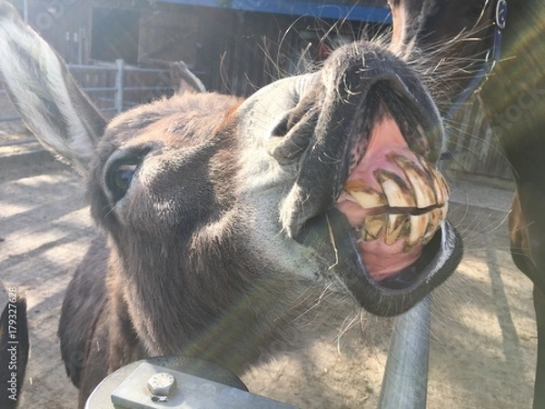 Obraz lachender Esel