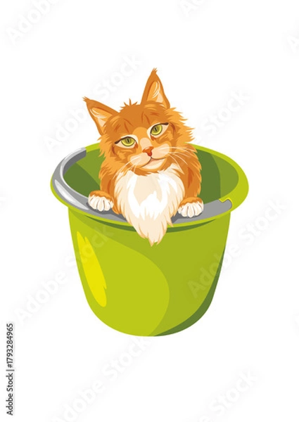 Obraz Cute ginger cat is peeking out of the bucket