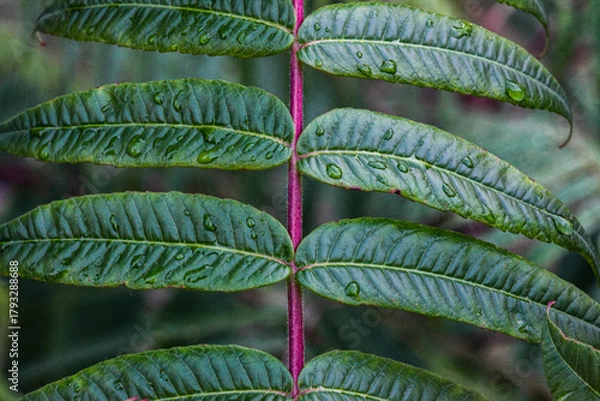 Obraz Close-up of green leaves with raindrops on a purple stem after summer rain. Natural texture and vibrant colors of foliage.