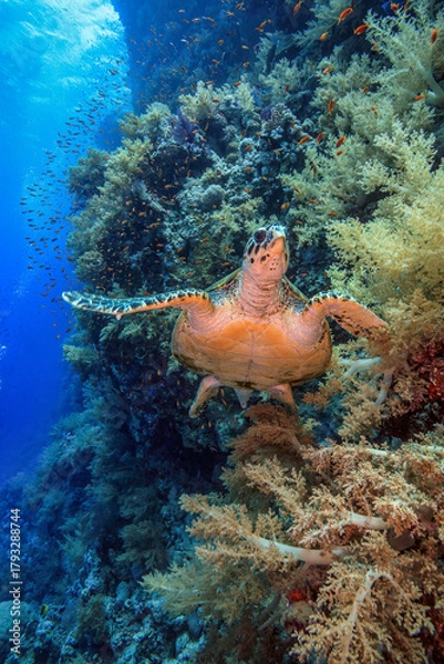 Obraz Sea turtle swimming among vibrant corals and anemones on a colorful tropical reef in clear blue ocean water.