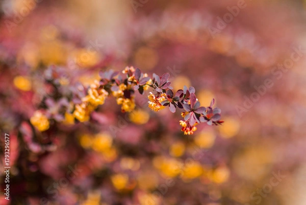 Fototapeta Flowering Shrub Branch with Yellow Blossoms and Soft Bokeh