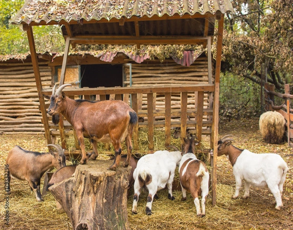 Fototapeta a herd of goats in a pen with a leader