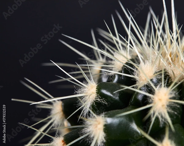 Obraz Cactus