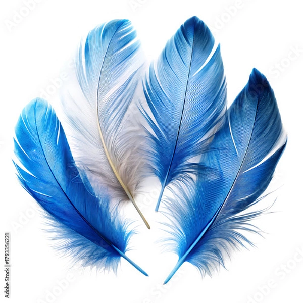 Fototapeta Feathers Clipart Blue and white Feathers on a isolated white background. PNG