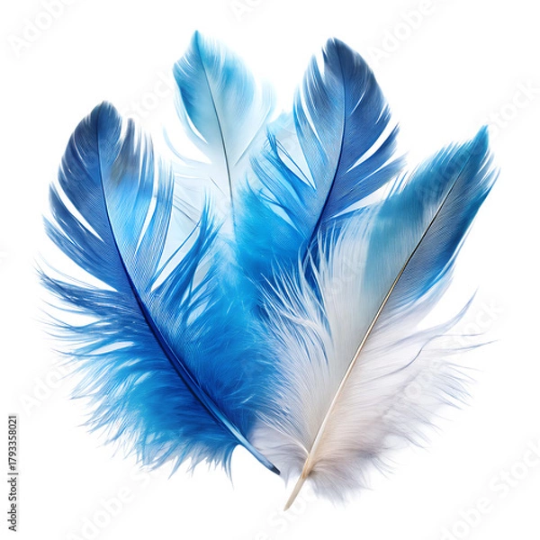 Fototapeta Feathers Clipart Blue and white Feathers on a isolated white background. PNG