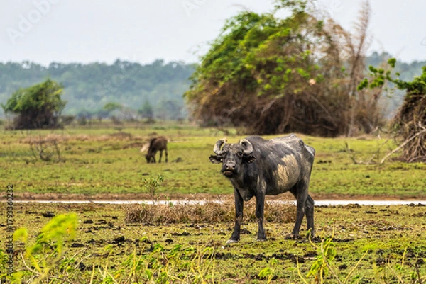 Obraz Water Buffalos at a rural property called Fazenda at Soure in Marajo Island, Brazil.