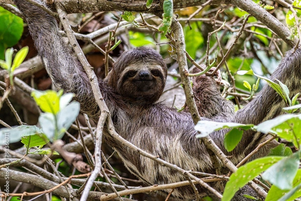 Fototapeta Brown-throated sloth, Bradypus variegatus at the sloth path on the Jari Canal at Alter do Chao, Santarem, Para, Brazil