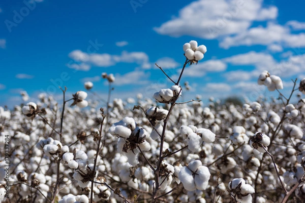 Obraz Rośliny Bawełniane