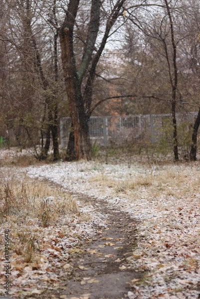 Obraz path in the woods