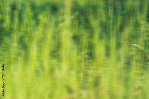 Fototapeta Abstract Green Grass Background with Vertical Motion Blur