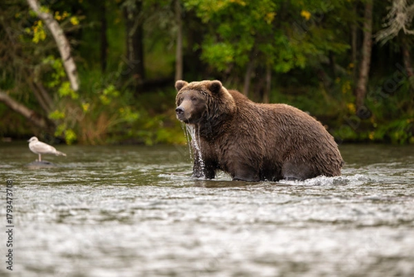 Fototapeta Alaskan brown bear standing in Brooks River