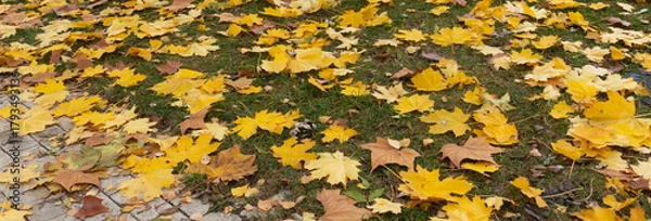 Fototapeta Background of yellow maple leaves