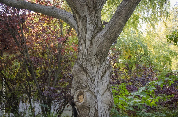 Obraz Squirrels playing on tree