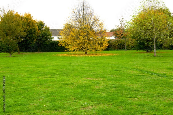 Fototapeta Yellow Autumn Tree in Park with Overcast Sky Background