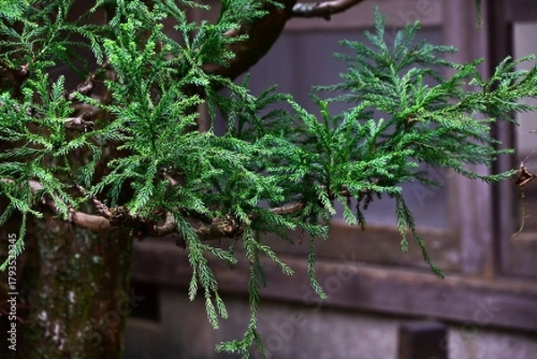Fototapeta Japanese 'Daisugi'. A variety of Japanese cedar. A type of cedar that produces many trunks from a single stump. It has long been used in the construction of Japanese tea rooms.