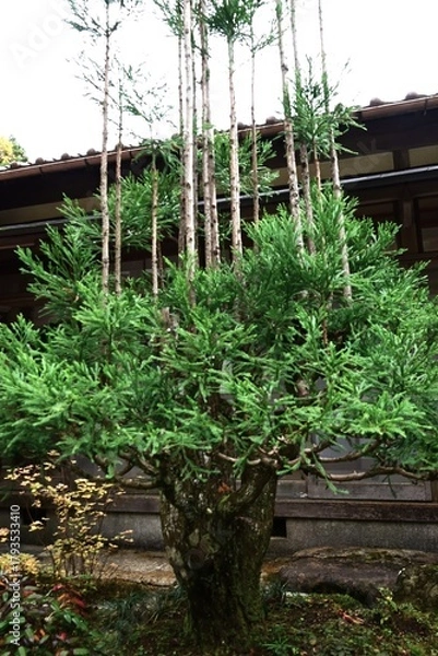 Fototapeta Japanese 'Daisugi'. A variety of Japanese cedar. A type of cedar that produces many trunks from a single stump. It has long been used in the construction of Japanese tea rooms.