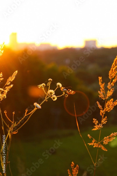 Fototapeta Daisies and spikelets on which a butterfly sits at sunset against the backdrop of a green field