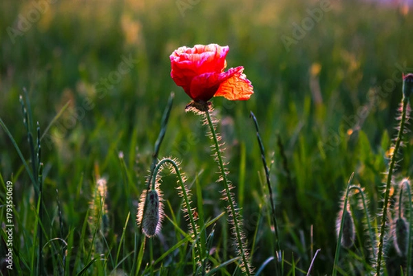 Fototapeta Close up : one red poppy flower grows in the field