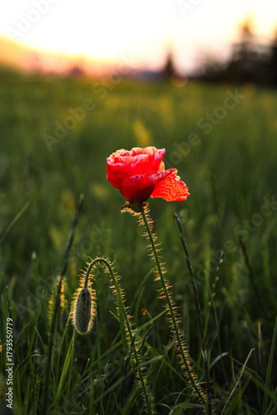 Fototapeta Close up : one red poppy flower grows in the field