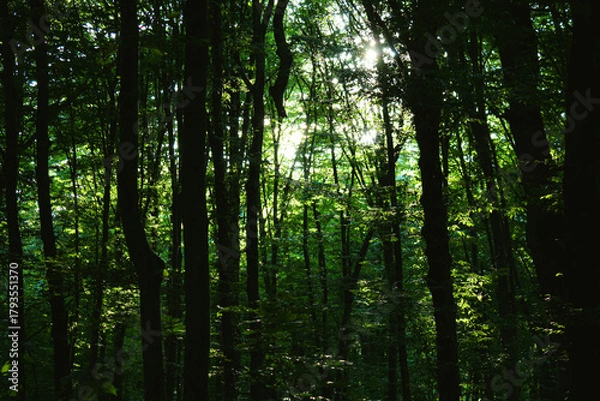 Fototapeta Solar beams making the way through a fog in the green forest