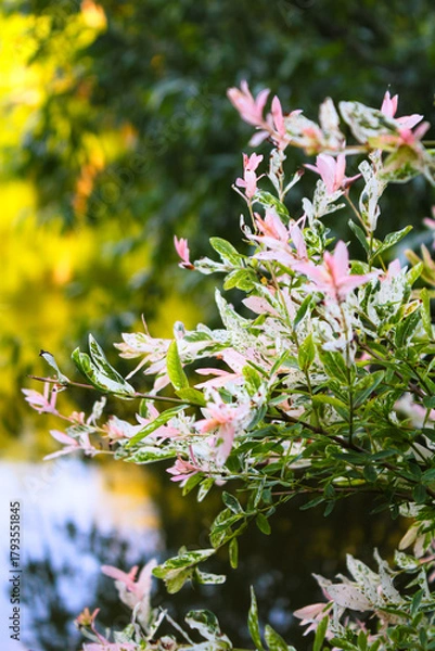 Fototapeta Hakuro Nishiki Salix Integra dappled willow tree in a garden