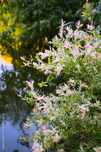 Fototapeta Hakuro Nishiki Salix Integra dappled willow tree in a garden