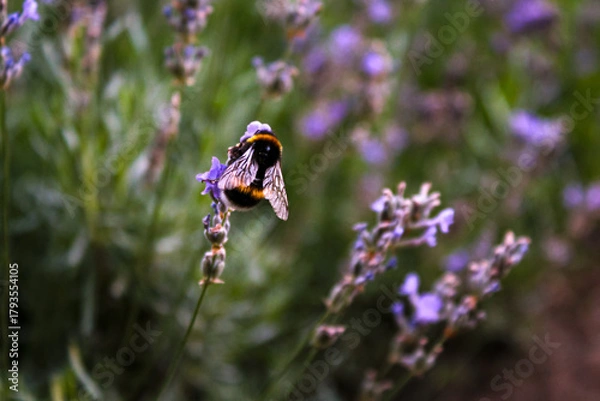 Fototapeta Honey bee on a lavender and collecting polen. Flying honeybee. One bee flying during sunshine day. Insect. Lavenders field with beautiful sunlight.