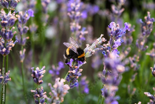 Fototapeta Honey bee on a lavender and collecting polen. Flying honeybee. One bee flying during sunshine day. Insect. Lavenders field with beautiful sunlight.
