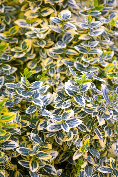 Fototapeta Wintercreeper Euonymus Euonymus fortunei is an evergreen bush. Euonymus fortunei silver queen or fortune's spindle green with white foliage as background.