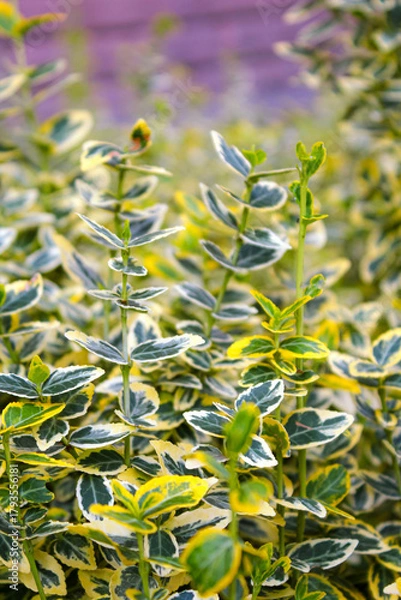 Fototapeta Wintercreeper Euonymus Euonymus fortunei is an evergreen bush. Euonymus fortunei silver queen or fortune's spindle green with white foliage as background.