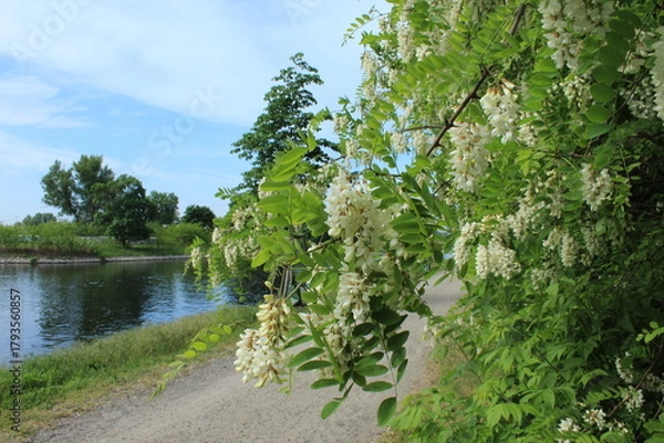 Obraz Robinienblüte