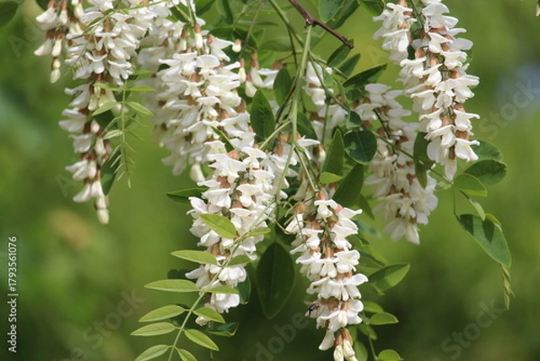 Obraz Robinienblüte