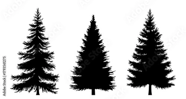 Fototapeta Silhouettes of pine trees isolated on white background. Vector illustration