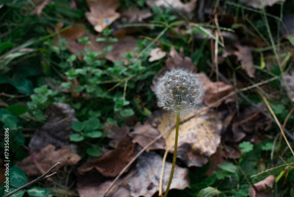 Obraz A close-up of a white dandelion seed head standing above autumn ground. Soft bokeh reveals a blurred urban background, creating a delicate contrast between nature and city.