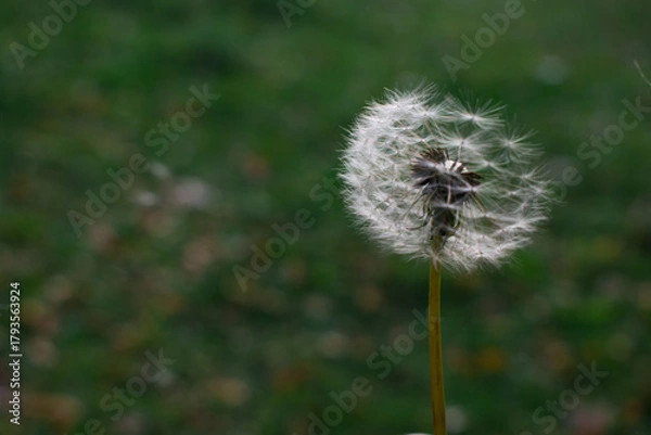 Fototapeta A close-up of a white dandelion seed head standing above autumn ground. Soft bokeh reveals a blurred urban background, creating a delicate contrast between nature and city.