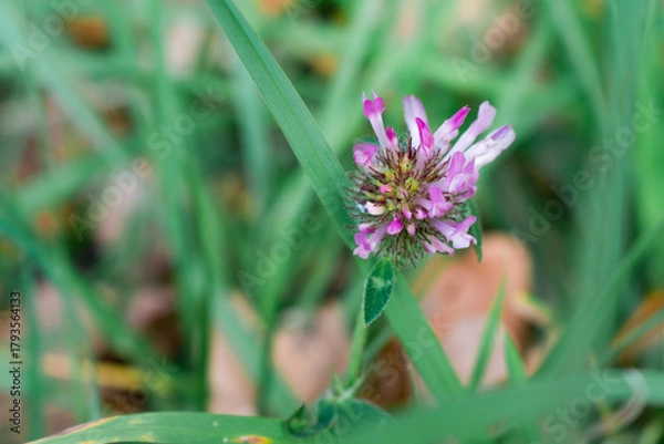 Obraz A pink meadow clover in sharp focus among dark green wet leaves and brown autumn foliage. Soft bokeh, shallow depth, and a fading bud create a moody seasonal atmosphere.
